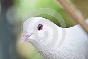 Beautiful pigeon dove face in the nature