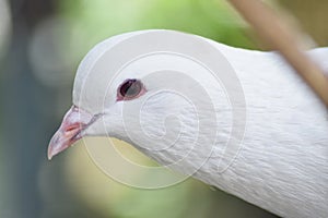 Beautiful pigeon dove face in the nature