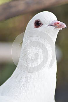 Beautiful pigeon dove face in the nature