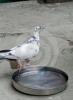 Beautiful pigeon drank water
