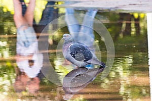 Beautiful pigeon drinking water from a puddle in the city