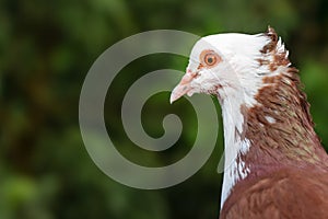 Beautiful pigeon face close up look with green bokeh background