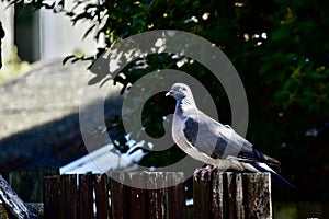 A beautiful pigeon on a fence