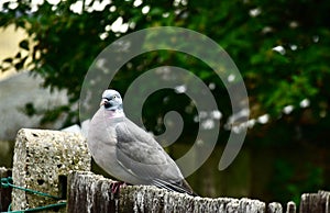 A beautiful pigeon on a fence