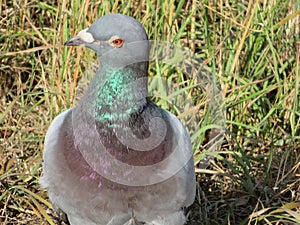 Beautiful pigeon posing for photo with intense colors photo