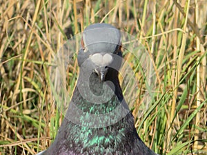 Beautiful pigeon posing for photo with intense colors photo