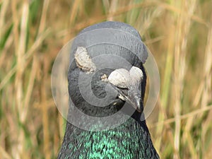 beautiful pigeon posing for photo with intense colors photo