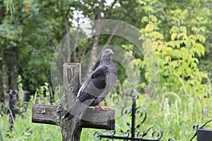 A beautiful pigeon sits on an ancient cross