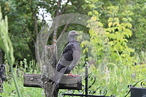 A beautiful pigeon sits on an ancient cross