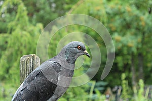 A beautiful pigeon sits on an ancient cross