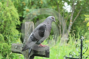 A beautiful pigeon sits on an ancient cross