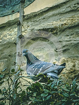 Beautiful pigeon standing peacefully on the branch of the tree. Rock pigeon resting at a tree branch.