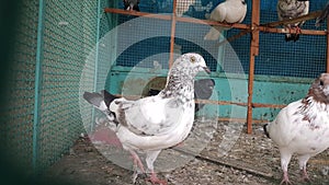 Beautiful pigeons in a cage.indianbird