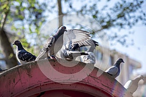 Beautiful pigeons sit on a roof in an ancient city, close up