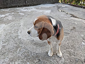 Beautiful pik of small beagle puppy 1