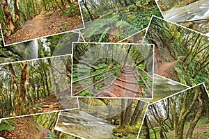 Beautiful pile collage of rainforest pictures. Version 3.