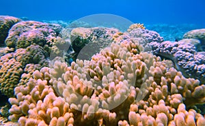 Beautiful piles of coral with seaweeds wrapped on the seabed in Bunaken