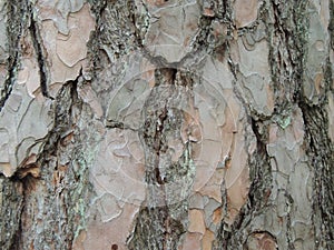 Beautiful pine bark of pastel colours