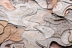 Beautiful Pine Bark Texture Close-Up