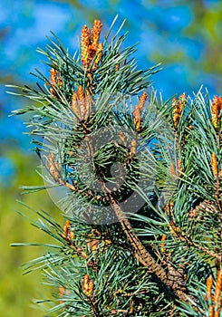 A beautiful pine branch with green needles and even small beginners to tie with cones growing upwards.