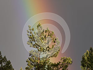 Beautiful pine branches and sunny rainbow sky after rain