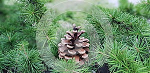 Beautiful Pine Cone among Tree Branches