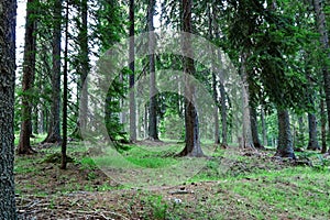 Beautiful pine forest