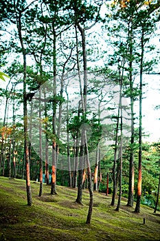 Beautiful pine forest in Baguio, Luzon, Phillippines