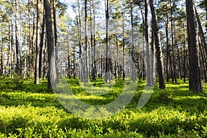 Beautiful pine forest. Blueberry bushes and grass