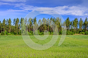 Beautiful pine forest on green meadow and blue sky background