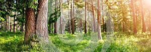 Beautiful pine forest panorama in the summer morning.