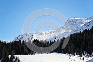 Beautiful Pine forest and snowy mountains