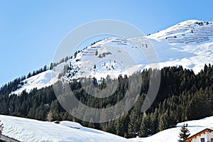 Beautiful Pine forest and snowy mountains in the alps