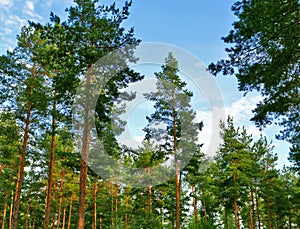 Tall pines in a pine forest.