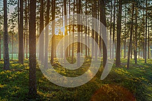 Beautiful pine forest in Sweden with sunlight and morning mist