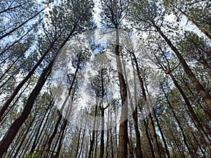 Beautiful pine forest viewers during the day