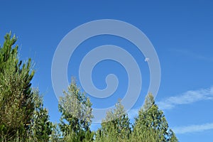 Beautiful Pine Forest With Views Of The Sky With A Half Moon In The Countryside Of Galicia. Nature, Landscapes, Botany, Travel.