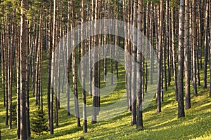 Beautiful pine forest with walking paths and bird houses