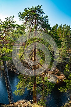 Beautiful pine on the rock and new bridge over the lake Lapinsalmi in the national park Repovesi, Finland