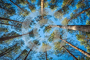 Beautiful pine tops. Tall trees. Pine forest