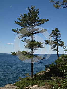 Beautiful Pine tree