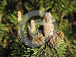 Pine tree cone in spring, Lithuania