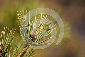 A beautiful pine tree buds in a sunny early spring day. Closeup of a tree branch.