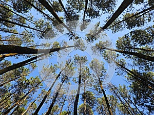 Beautiful pine tree feel relaxing under its