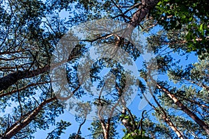 Beautiful pine tree`s tops with blue sky on the background