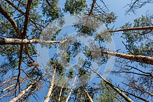 Beautiful pine tree`s tops with blue sky on the background during sunny summer day