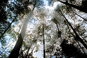 Beautiful pine tree in singosari