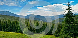 Beautiful pine trees on background high mountains.