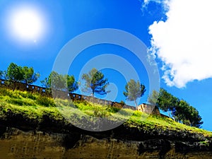 Beautiful pine trees on background high mountains. Carpathian mountains summer landscape