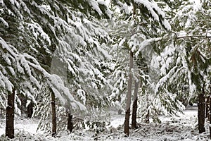 Beautiful pine trees covered in a thick snow near Oberon in winter